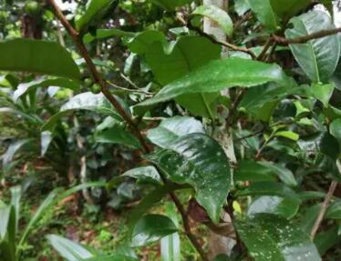 有一种茶护肝又养脾胃 